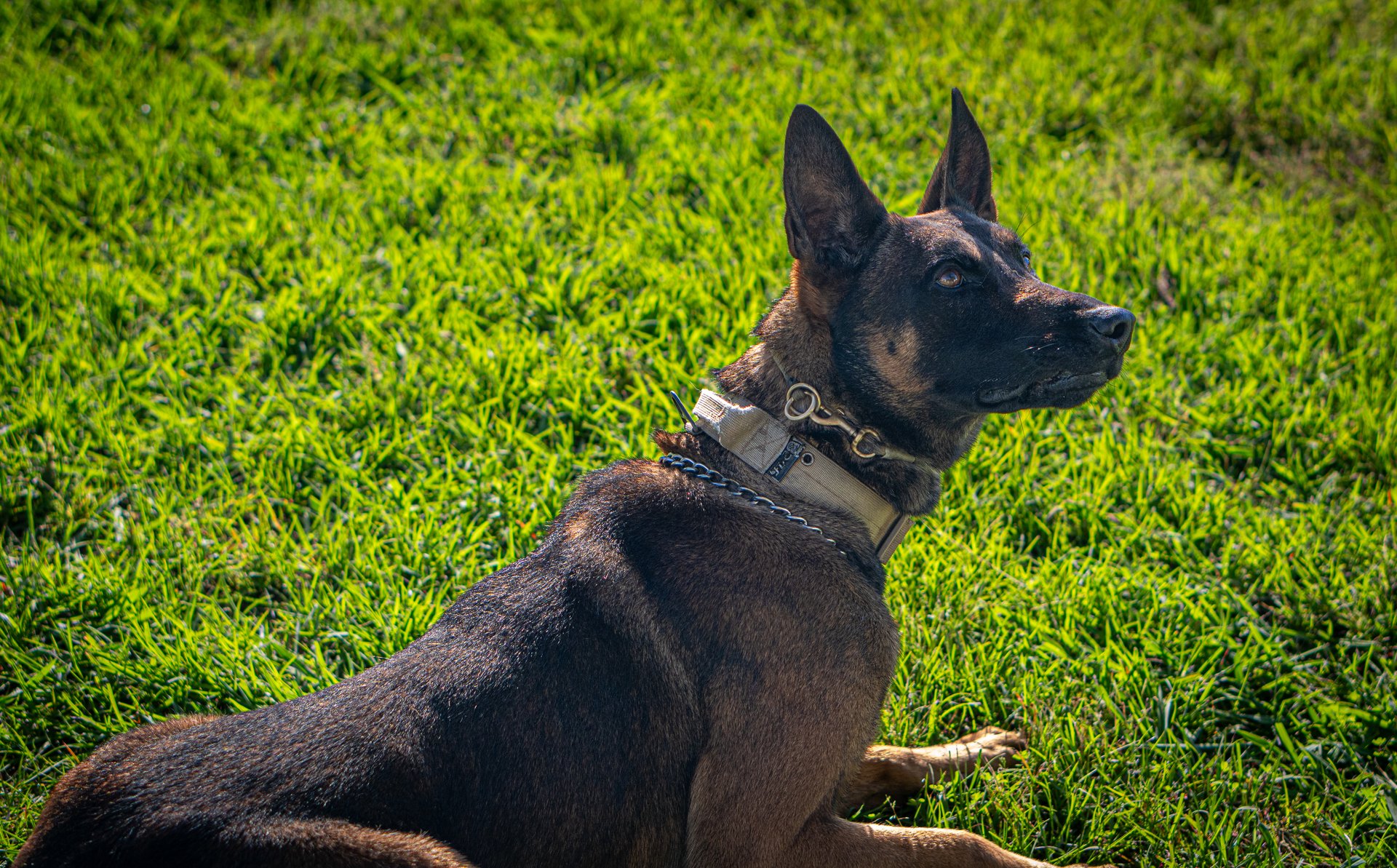 DCSO K-9 unit conducting a training exercise